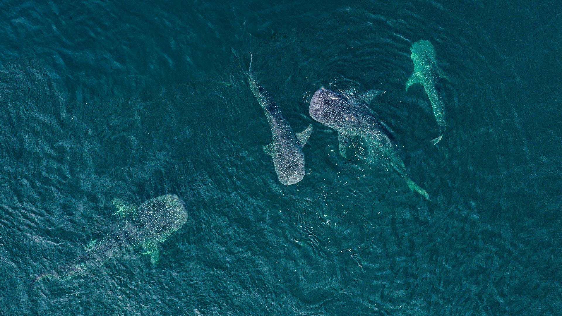 Ilustrasi-Hiu-Paus-KI-Jefri-Tarigan