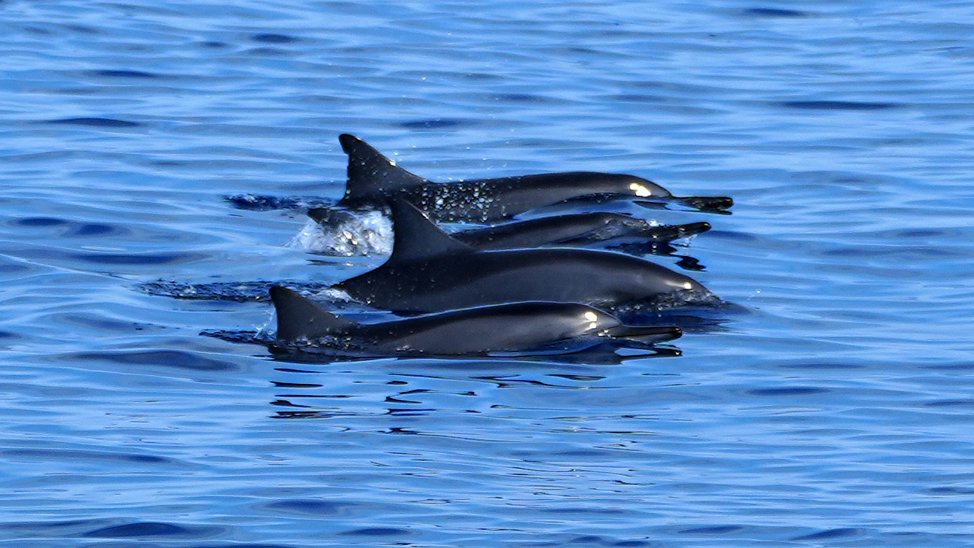 Mamalia Laut yang Terlihat di Perairan Wetar Barat Oktober 2025 – Konservasi Indonesia Eko Siswono 